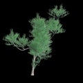 3d illustration of Euphorbia tirucalli tree isolated on black background Royalty Free Stock Photo