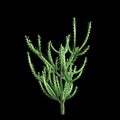 3d illustration of Euphorbia trigona bush isolated on black background