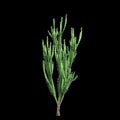 3d illustration of Euphorbia trigona bush isolated on black background