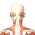 3d illustration of female head muscles anatomy back view