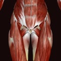 3d illustration female human body