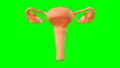 3d Illustration of female reproductive system. Human anatomy. Reproductive Organ