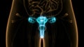 Female Reproductive System and Urinary System Kidneys with Bladder Anatomy Royalty Free Stock Photo