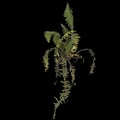 3d illustration of fern plant isolated on black background