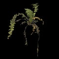 3d illustration of fern plant isolated on black background