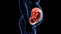 Fetus Baby in Womb Anatomy Royalty Free Stock Photo