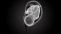 Fetus Baby in Womb Anatomy Royalty Free Stock Photo