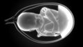 Fetus Baby in Womb Anatomy Royalty Free Stock Photo