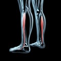 3d illustration of the fibularis longus on xray musculature Royalty Free Stock Photo