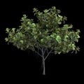 3d illustration of ficus lyrata tree isolated on black background Royalty Free Stock Photo