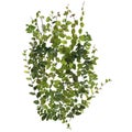 3d illustration of ficus pumila creeper isolated on white background