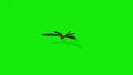 flying dragonfly isolated on green screen