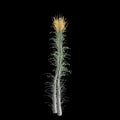 3d illustration of Fouquieria columnaris tree isolated on black background