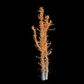 3d illustration of Fouquieria columnaris tree isolated on black background