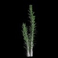 3d illustration of Fouquieria columnaris tree isolated on black background