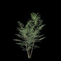 3d illustration of Fraxinus griffithii tree isolated on black background