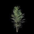 3d illustration of Fraxinus griffithii tree isolated on black background