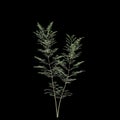 3d illustration of Fraxinus griffithii tree isolated on black background