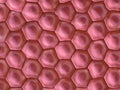 frontal view on organic cell pattern Royalty Free Stock Photo