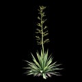 3d illustration of Furcraea foetida bush isolated on black background