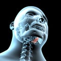 3d illustration of geniohyoid muscles anatomical position on xray body