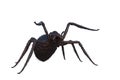 3D illustration of a giant monster spider in attacking pose isolated on white