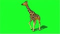 giraffe walking on green screen