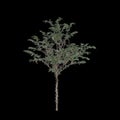 3d illustration of Gleditsia Triacanthos tree isolated on black background