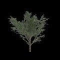 3d illustration of Gleditsia Triacanthos tree isolated on black background