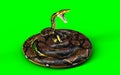 A Pose of Malayopython reticulatus snake, python species with clipping path