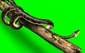 A Pose of Malayopython reticulatus snake, python species with clipping path
