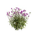 3d illustration of gomphrena globosa flower isolated on white background