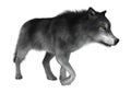3D Illustration Gray Wolf on White Royalty Free Stock Photo