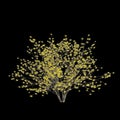 3d illustration of hamamelis x intermedia tree isolated on black background