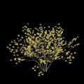 3d illustration of hamamelis x intermedia tree isolated on black background