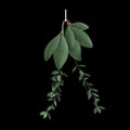 3d illustration of hanging houseplants isolated on black background