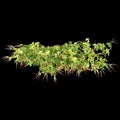 3d illustration of hanging plant Ipomoea lobata isolated on black background