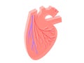3d illustration of the heart with veins and coronary arteries.