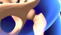 3D illustration of Hip bone diagram hip bone anatomy