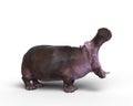 3D rendering of a Hippopotamus in aggressive pose isolated on a white background