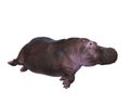 3D rendering of a Hippopotamus swimming isolated on a white background