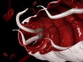 3d Illustration of a hookworm in the large intestine