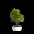 3d illustration of houseplant Dypsis lutescens isolated on black background