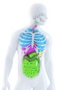 3d illustration of the human anatomy. Isolated. Contains clipping path