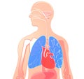 3D illustration human anatomy made of semitransparent plastic, lungs and heart highlighted.