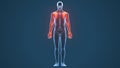 3D Illustration of Human Body Bone Joint Pains Anatomy Scapula Royalty Free Stock Photo