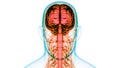 Human Body Central Nervous System with Brain Anatomy