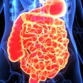 3d illustration of human body digestive system Royalty Free Stock Photo