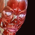 3d illustration of human body face muscles