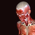 3d illustration of human body face muscles